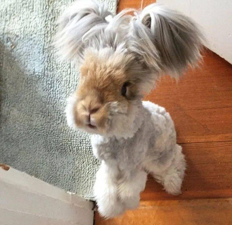 有没有不掉毛的兔子