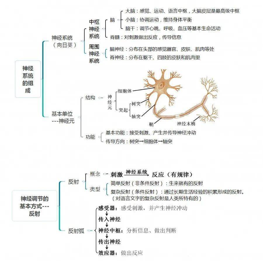 初一同步學備戰生物期末七年級下全冊思維導圖整理