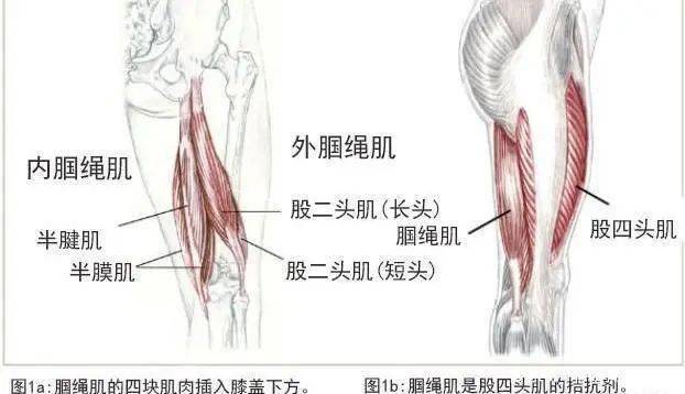 腘肌腱解剖图片