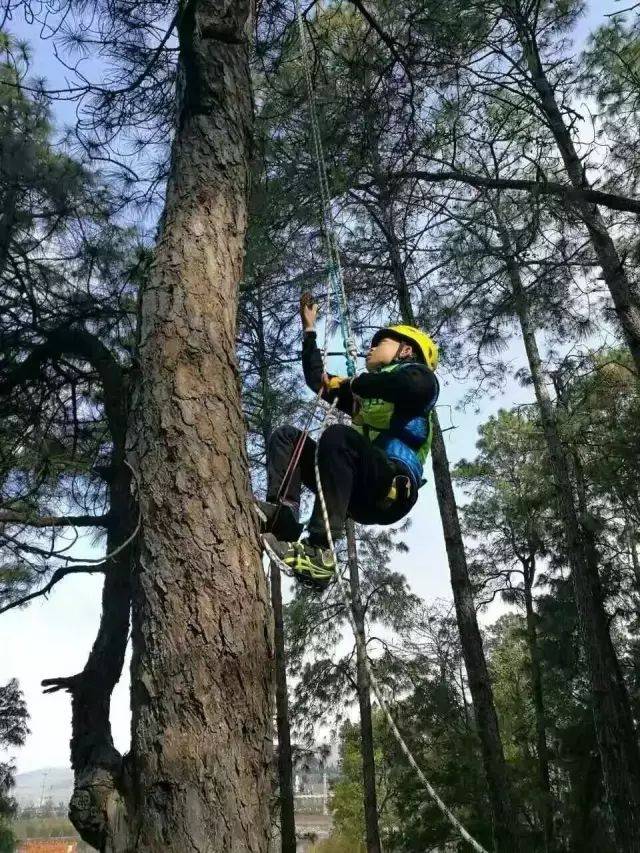 周末我们树上见丨攀树真人cs与大树的正确邂逅