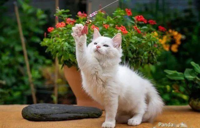 科学撸猫第八课 铲屎官的自查 养猫家庭必须避开的绿色植物 猫咪