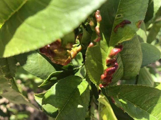 桃瘤蚜了解一下