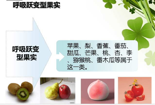 而像番茄这种"呼吸跃变型"果实,就会通过呼吸作用产生更多的热量,导致