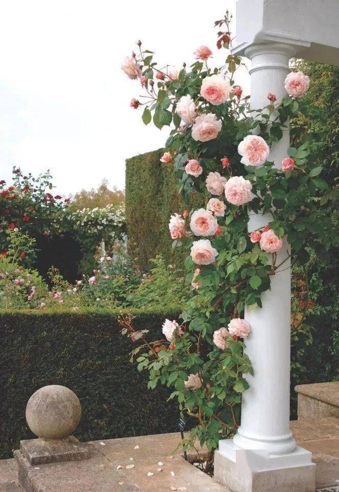 就像未经人工,天然去雕饰的艺术品.这就是玫瑰花园,大自然的鬼父神功.