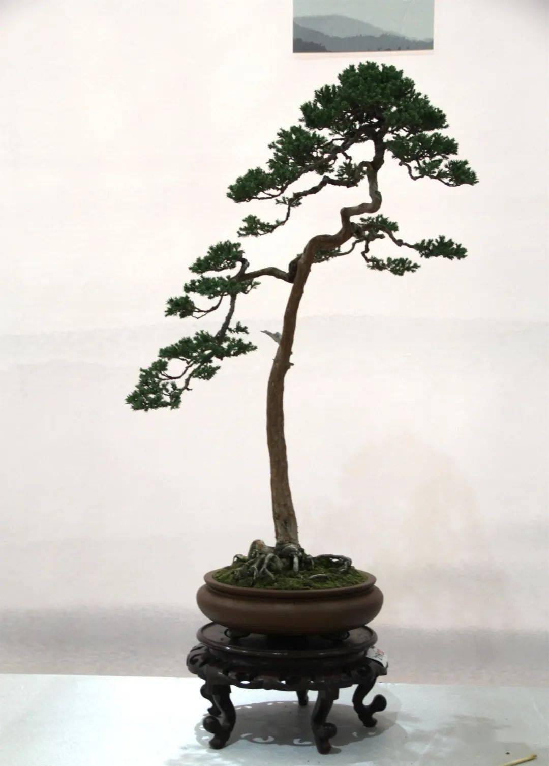 辉煌的记忆2015年昆明斗南中国盆景精品邀请展暨云南赏石根艺展