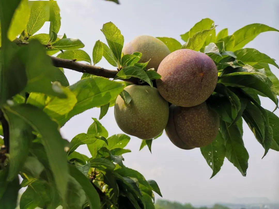 乡镇亮点三里镇打造胭脂李产业链助力决战脱贫攻坚