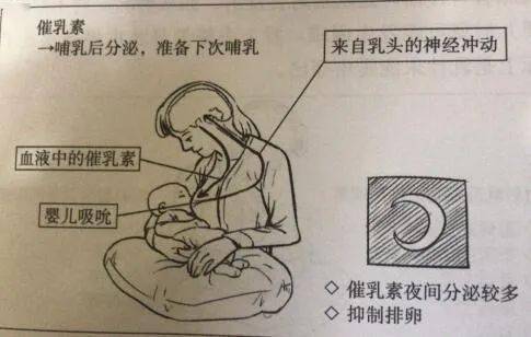 排出乳房,乳腺导管内的乳汁累积过多,会反馈性地产生抑制泌乳的蛋白质