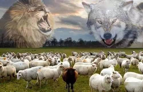 如果这个故事你读不懂,说明你真的没救了!_羊群