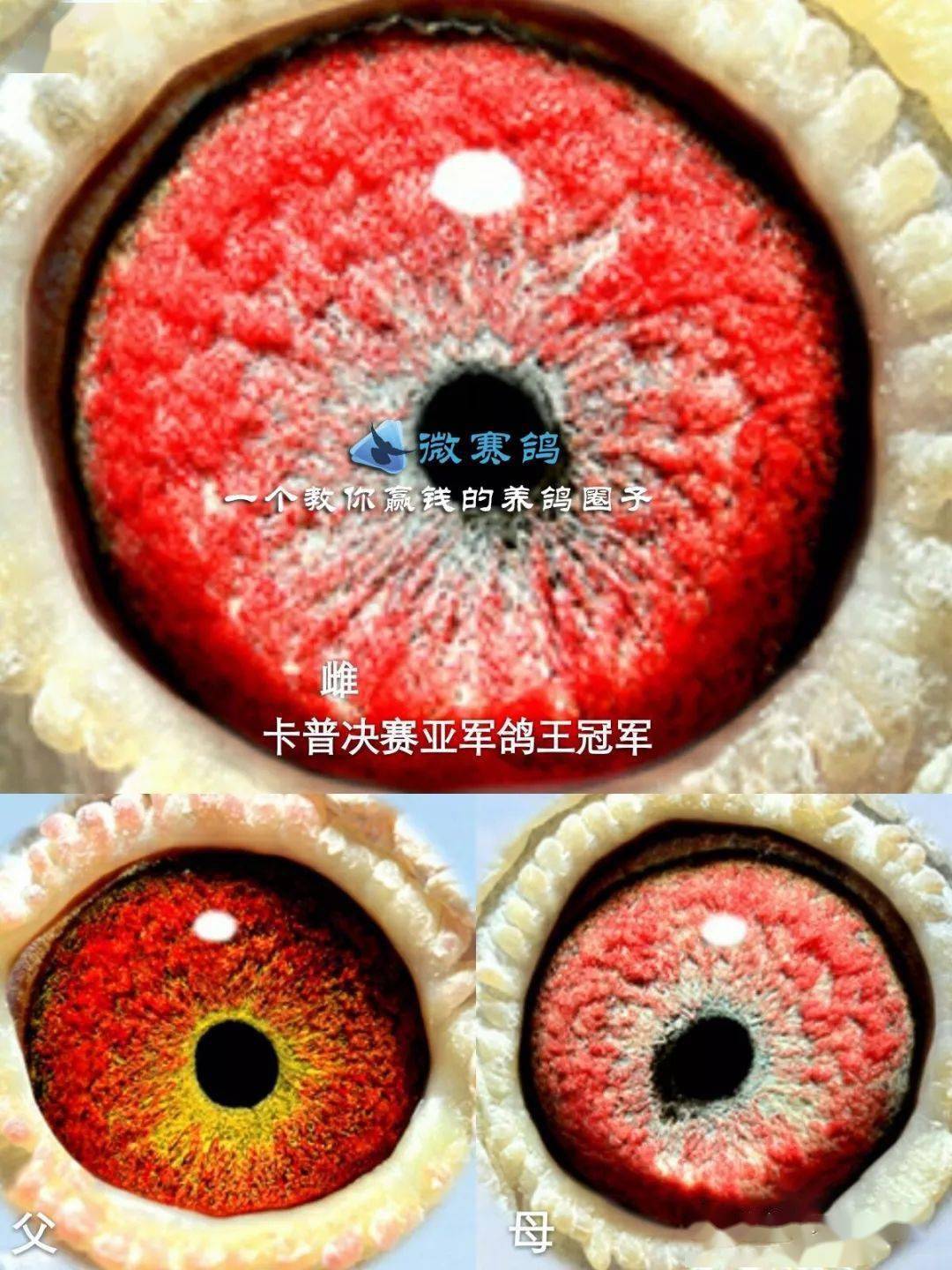 德国隆飞尔肝精,100毫升特价35元!很多强豪都喜欢的一款肝精,你试试!