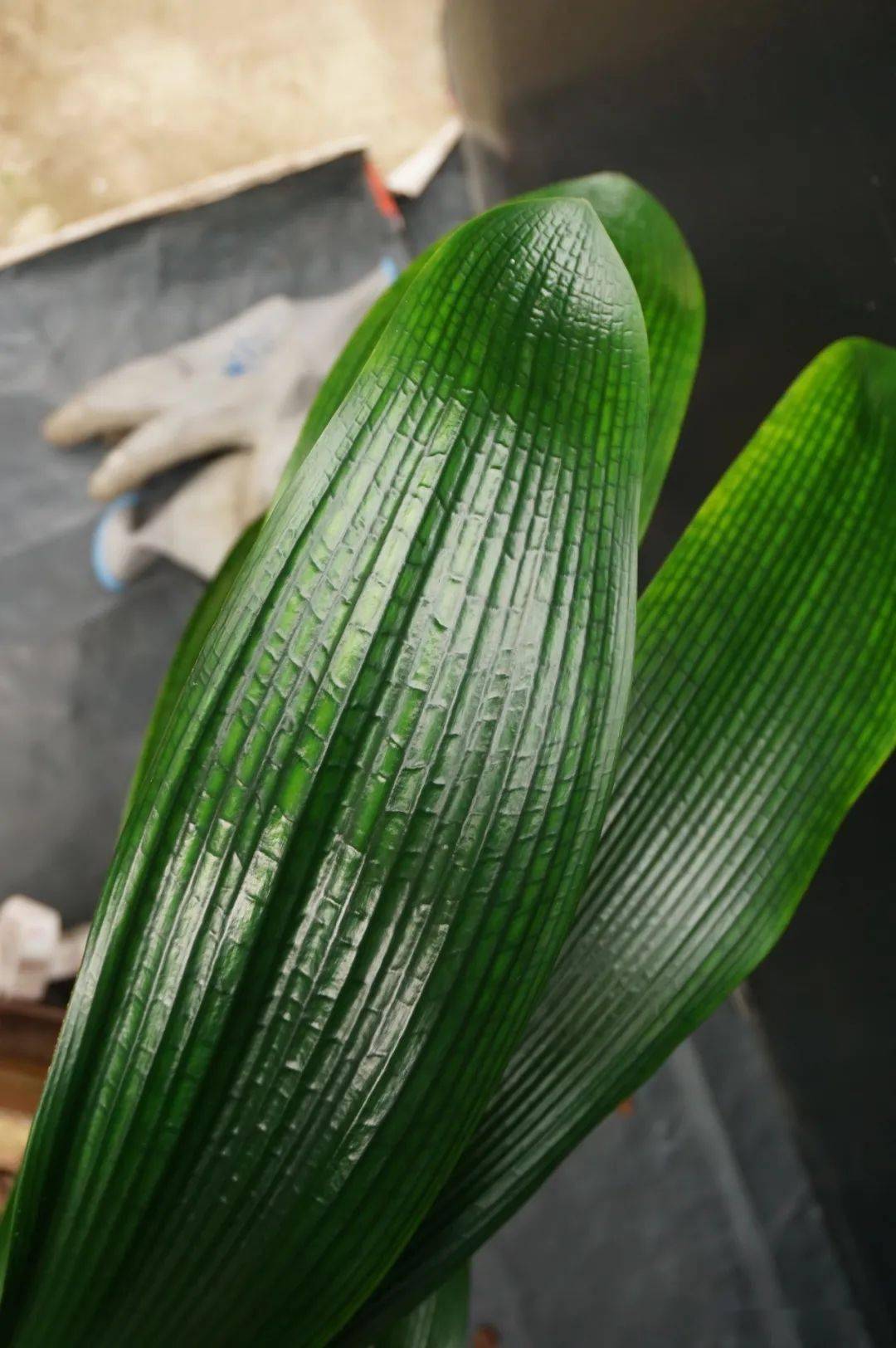 一花一赏自家品种兰6号大油匠油匠花脸全家福
