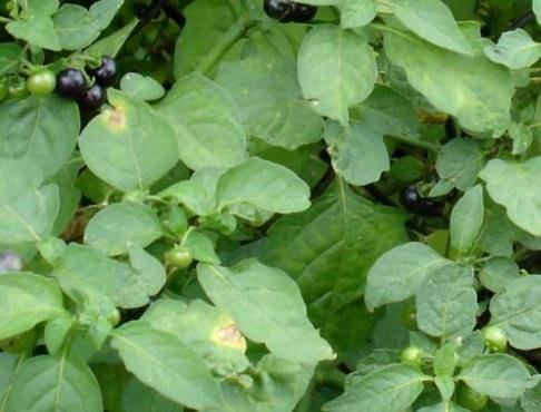 小时候最爱的"黑豆豆",你知道这叫什么吗?如今可卖百元