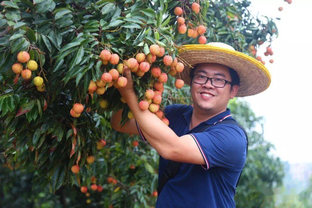 收藏你们要的大朗荔枝采摘点来咯