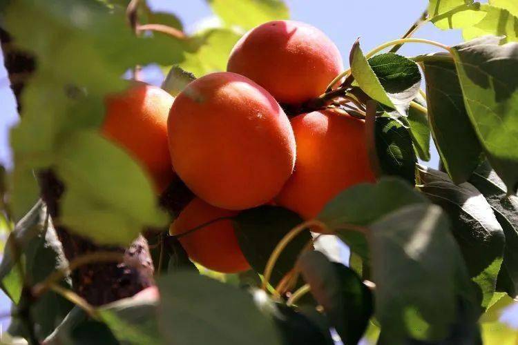 过了青梅杏子红