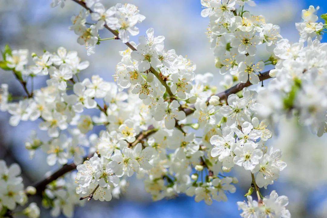 云端赏春花 线上识信风 你的传统文化月 云赏花 活动待查收 梅花风