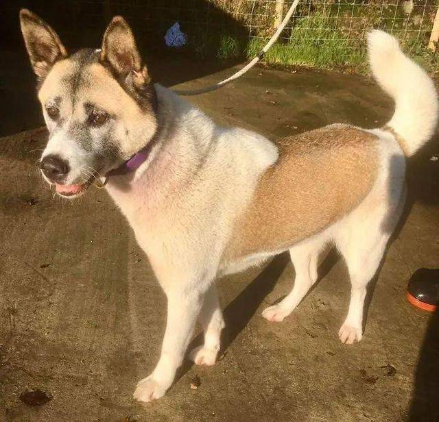 秋田犬失踪一年后当主人心灰意冷时竟出现了奇迹