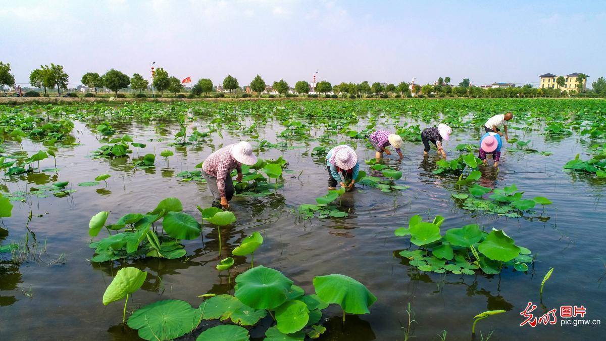 2020年6月4日,江苏省海安市雅周镇许家庄村村民正在藕鱼混养的水田里
