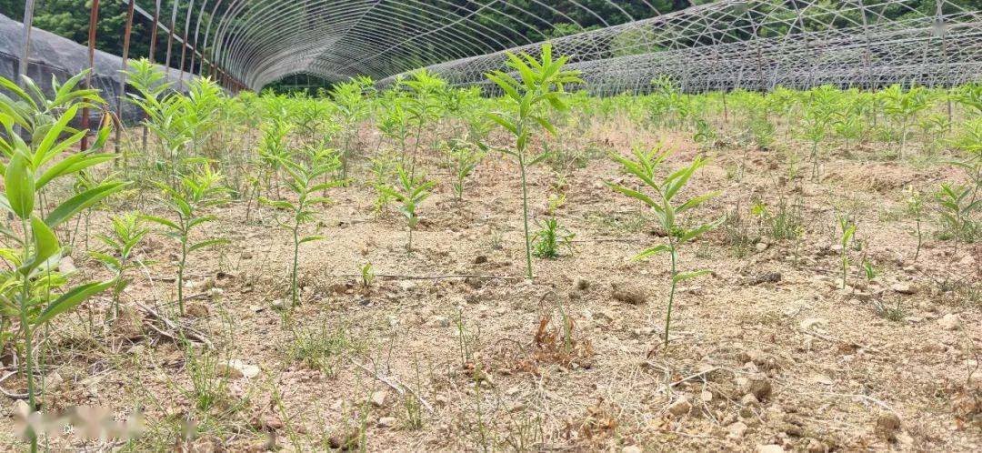 今年该村通过土地流转,实施中药材黄精种植项目2个,种植21亩黄精;经过