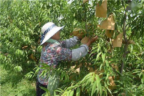 街鎮商河這個位置桃樹可以私人訂製你見過嗎