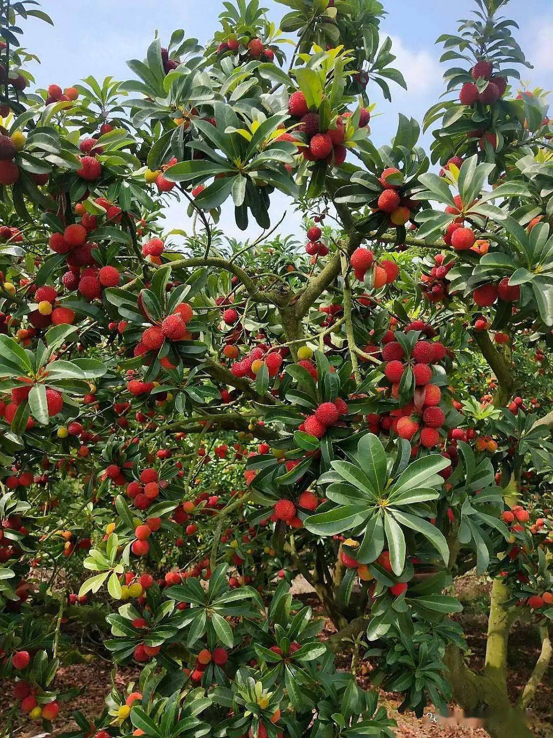 游客们可以手提果篮,一边采摘,一边品尝,酸甜的杨梅入口别有一番滋味.