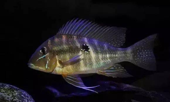 argyrostictus亞奎羅斯提卡學名:geophagus alitifrons紅珍珠關刀學名