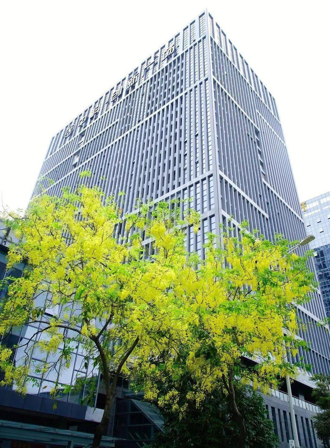 一路繁花相迎腊肠花也开得正艳中科创新广场附近除了小姐姐去的这一处