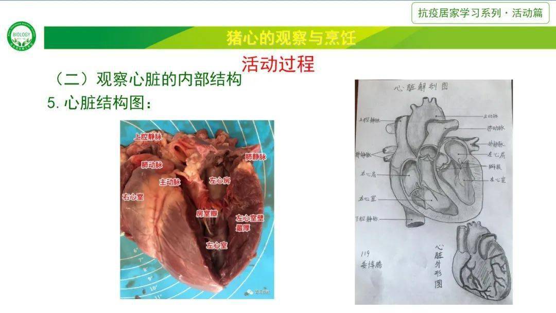 猪的心脏结构图图片