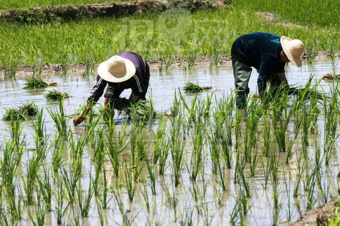 今日芒种 | 芒种至,仲夏始_安苗