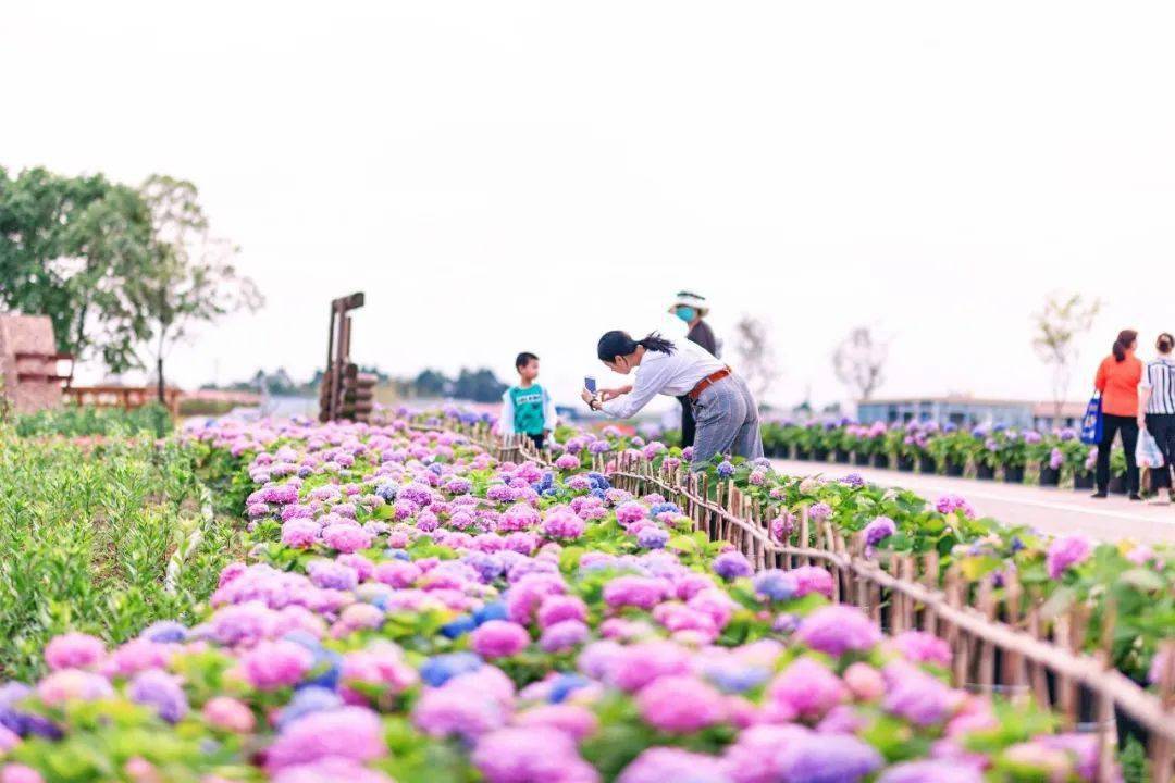 太惊艳双流这些地方的绣球花海等你来