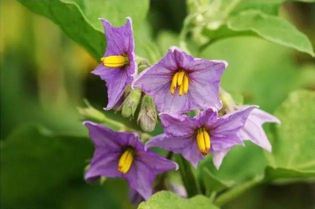 茄子花如此平淡如此唯美