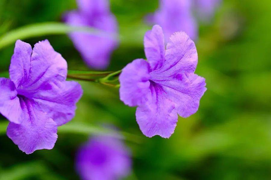 每日一歌 兰花草 朝频