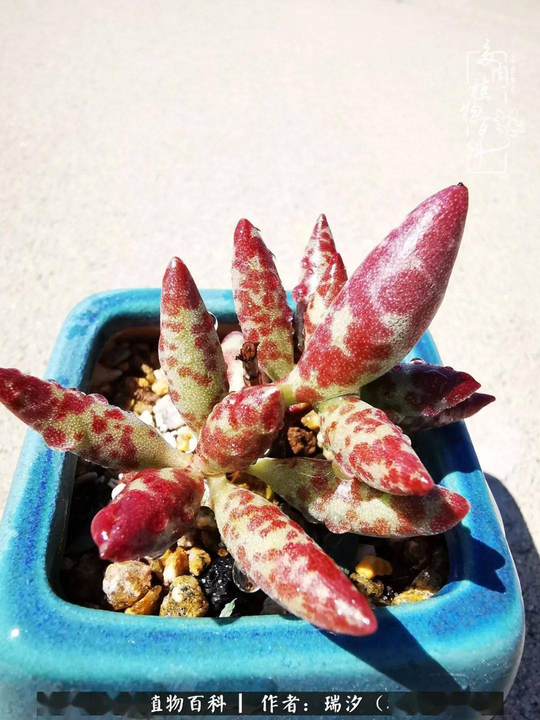 自己刨坑之天锦章属多肉植物水泡特辑