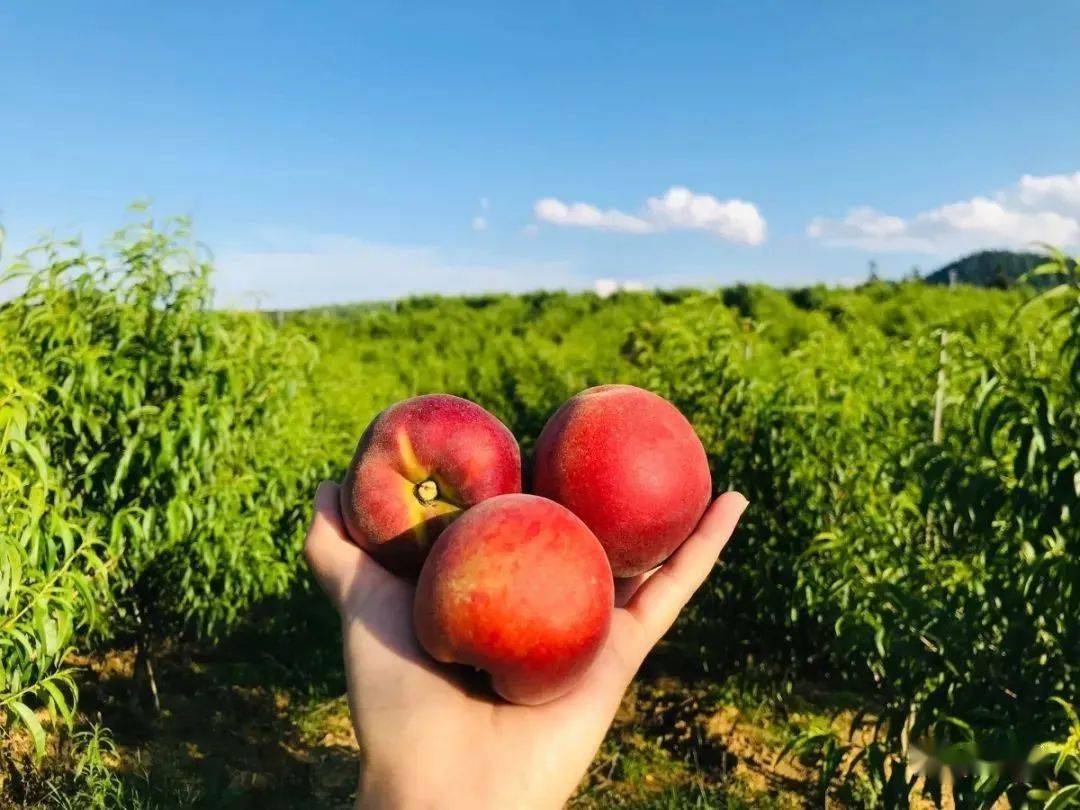 马关多地桃子成熟上市品种超多任你选