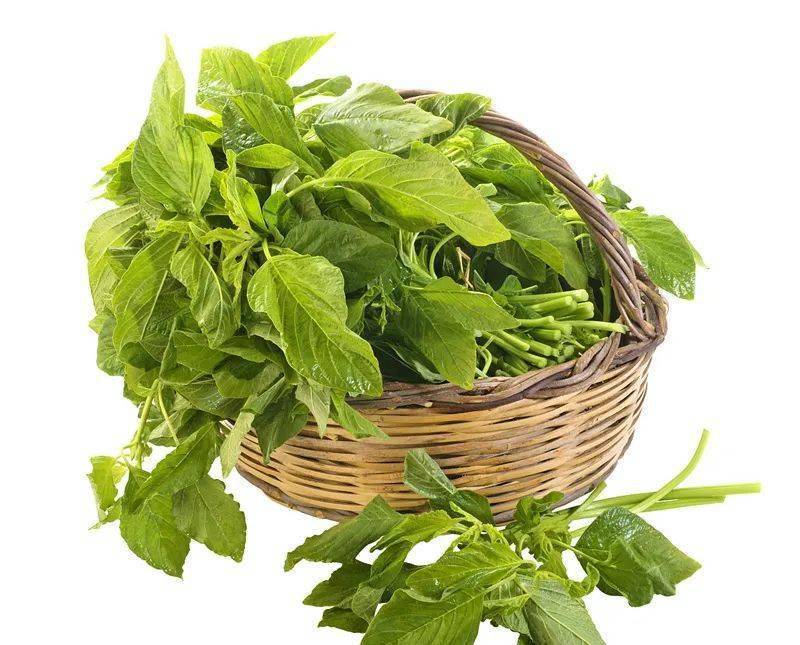 苋菜有2种,护心,顾眼要吃对!_绿叶