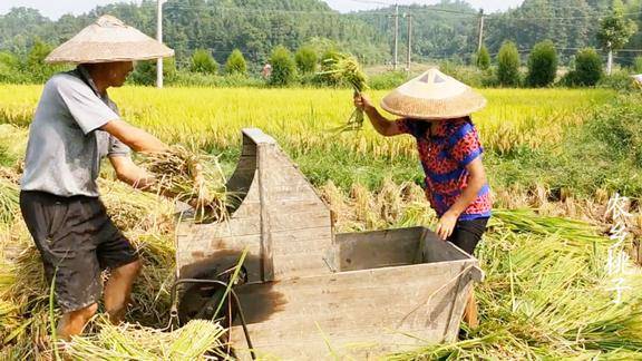 水稻熟了农民伯伯忙着抢收水稻满满的丰收喜悦