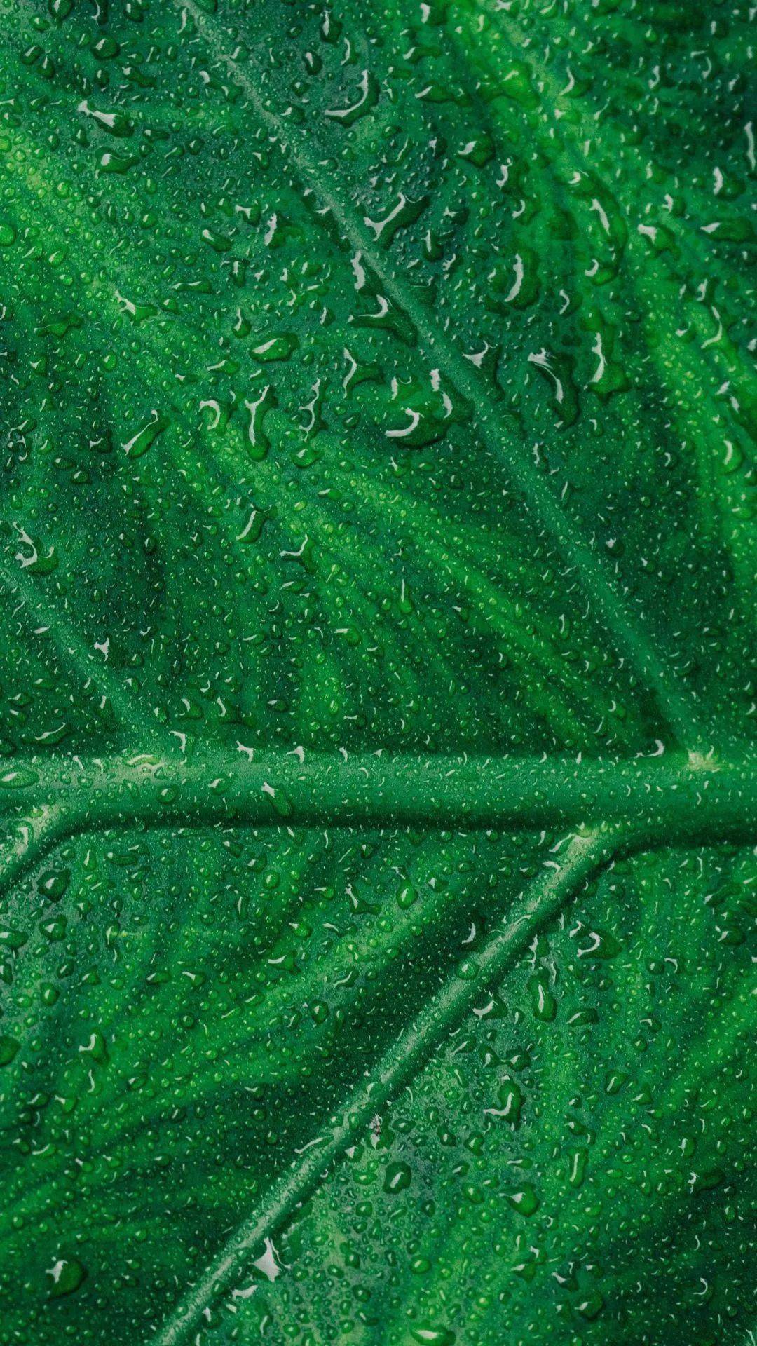 苹果12绿色手机壁纸图片