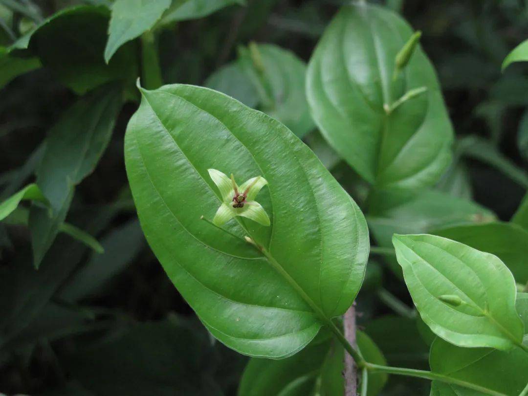 青荚叶叶上生花的奇妙植物
