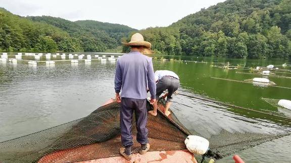 漁網在大河裡面放了3天老農一早開著小船去收網大魚挺多的