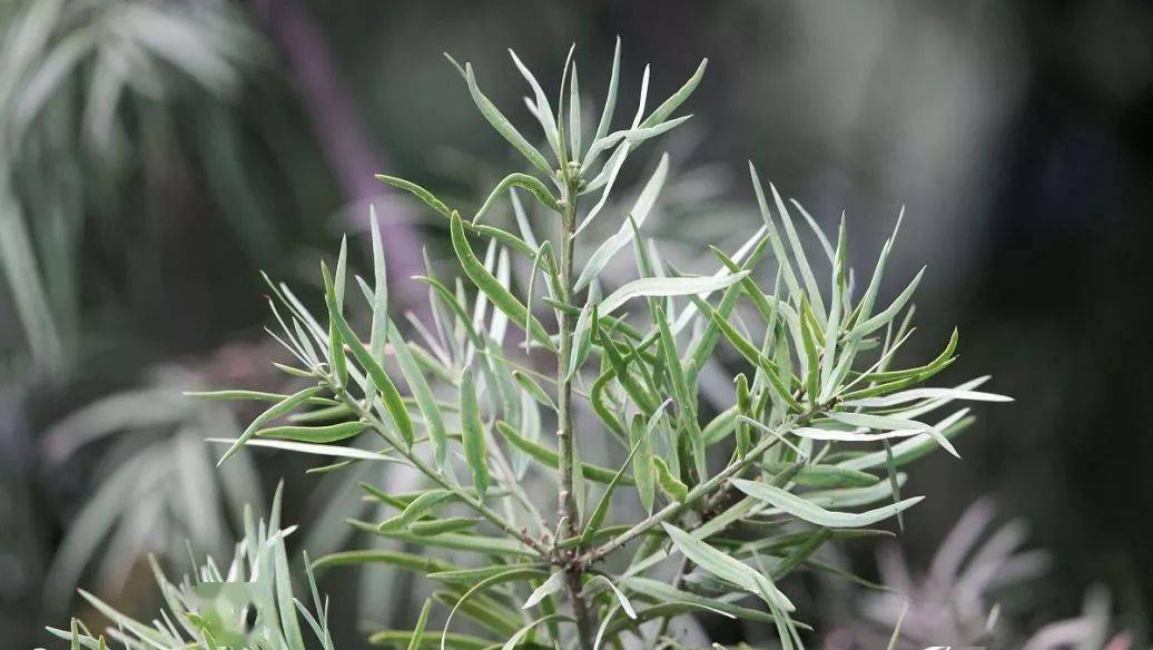 所以迷迭香又被称为"螨虫克星"这种成分能快速杀死螨虫迷迭香精油含有