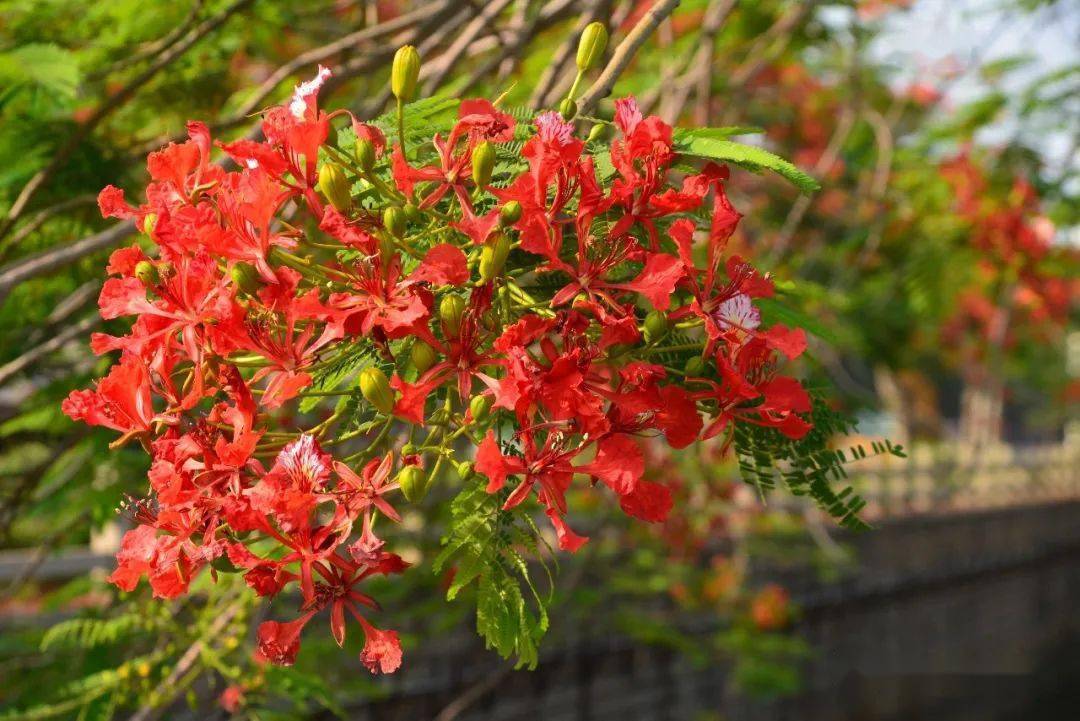 紅似火黃似金漳州又迎一城盛花要約拍嗎