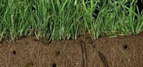 蚯蚓究竟有何特别之处需要立法保护