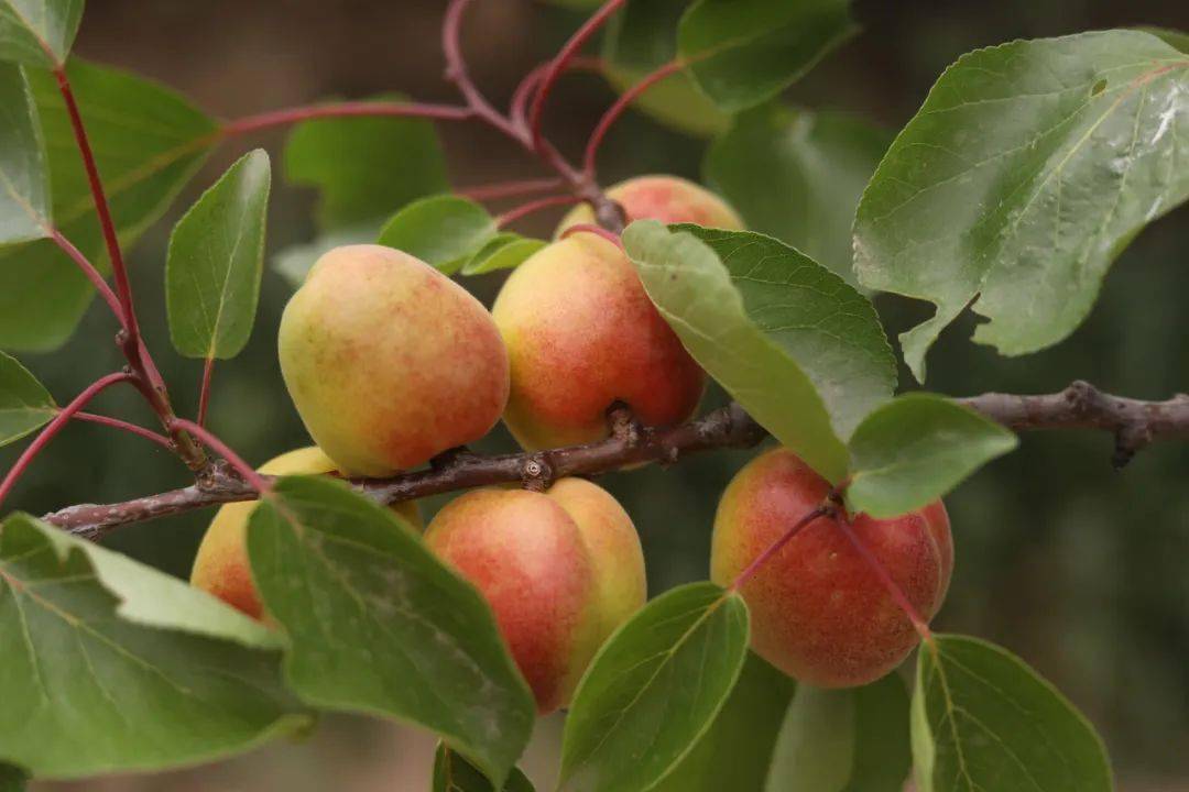 宁县早胜曹杏熟了!_杏子