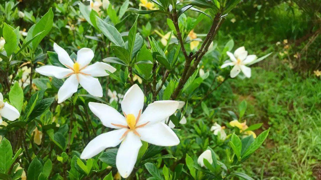 乐清这片栀子花海已是漫山清香约吗