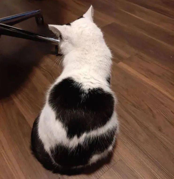 猫都口是心非嘴上说不爱但花纹都是心形