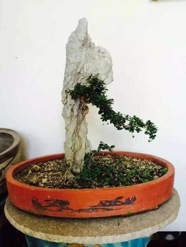 小叶福建茶盆景新作欣赏