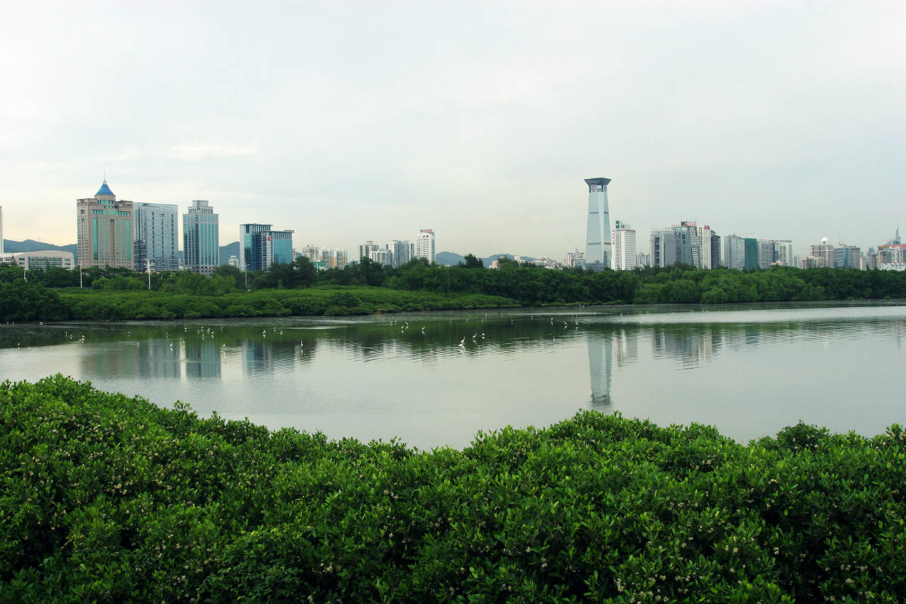 国际海洋日走进海岸卫士红树林