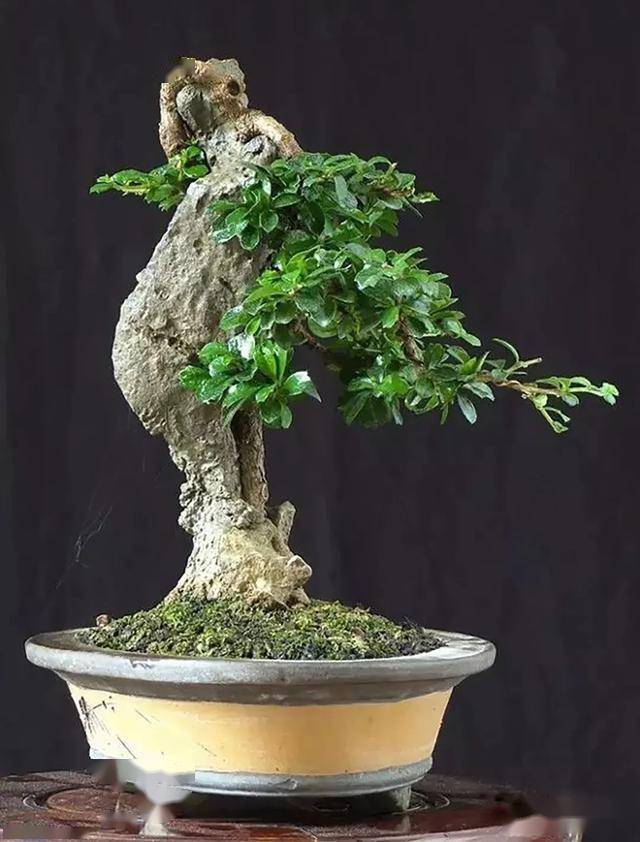 小叶福建茶盆景新作欣赏