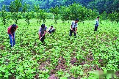 童年我對雜草幾乎有種恐懼長大後才明白欲除雜草先種莊稼