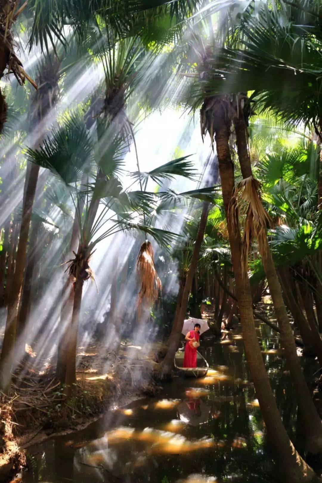 渔村寄畅葵林寻幽200613新会蚬乡石板沙渔村南坦葵林休闲一日游