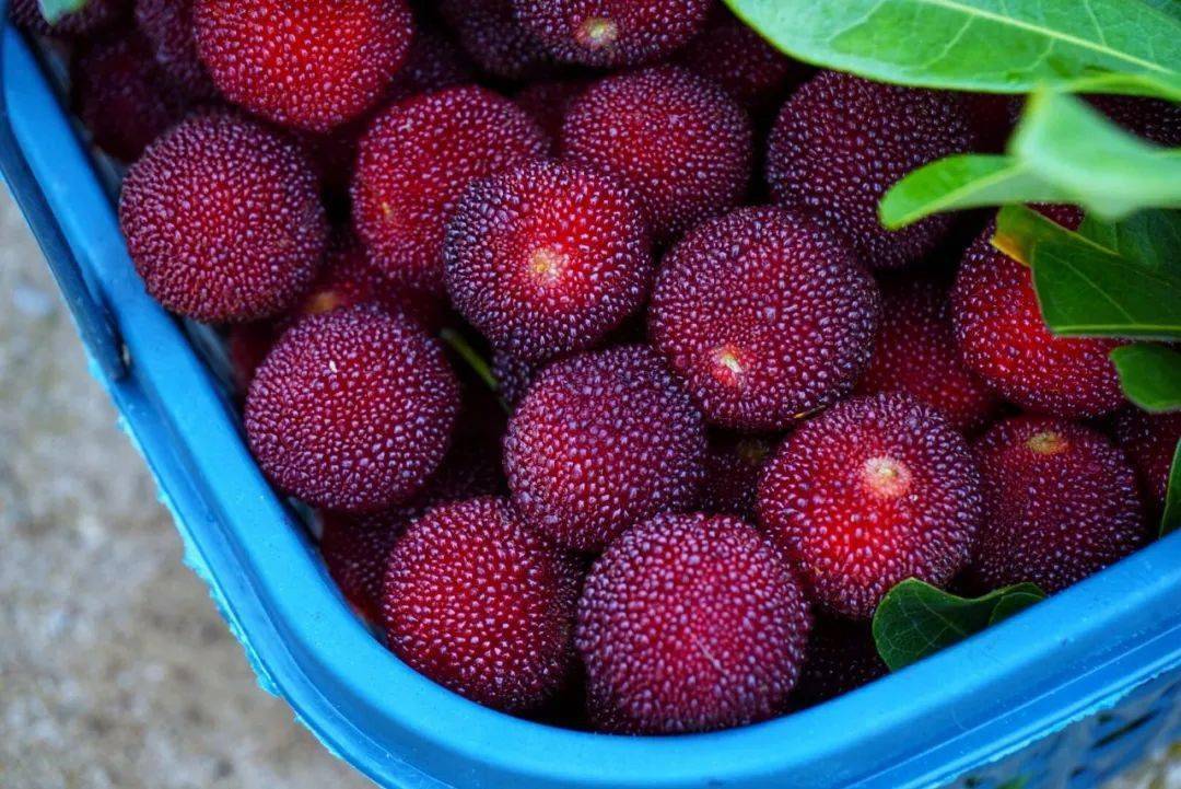 青岩新哨杨梅熟了,甜满整个夏天!