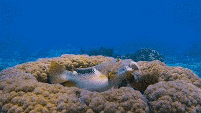 热带鱼壁纸动态图片